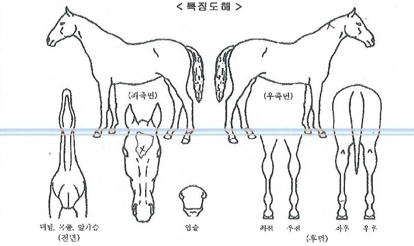 ÇÏÀ̽ºÆ®Å¸ÀÓÀÇ Ãø¸é,¿ì¸é,µÞ¸é,µÎ»ó,´Ù¸®ÀÇ Æ¯Â¡µµÇØ
