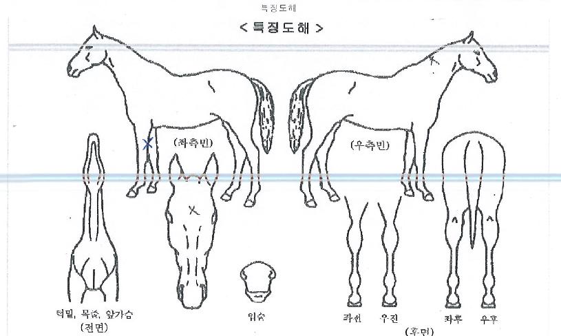 �����̳ο����� ����,���,�޸�,�λ�,�ٸ��� Ư¡����