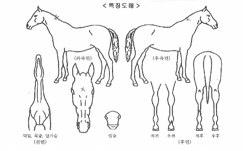 ���̰����� ����,���,�޸�,�λ�,�ٸ��� Ư¡����