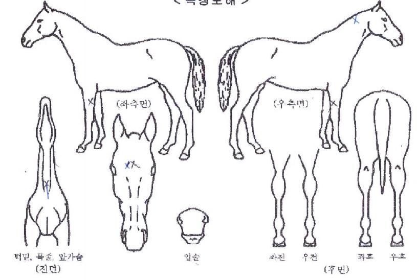 ÇÏÀÌÀ§³ÊÀÇ Ãø¸é,¿ì¸é,µÞ¸é,µÎ»ó,´Ù¸®ÀÇ Æ¯Â¡µµÇØ