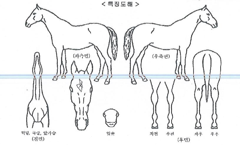 �Ｚ������ ����,���,�޸�,�λ�,�ٸ��� Ư¡����