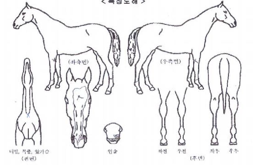 ���������� ����,���,�޸�,�λ�,�ٸ��� Ư¡����