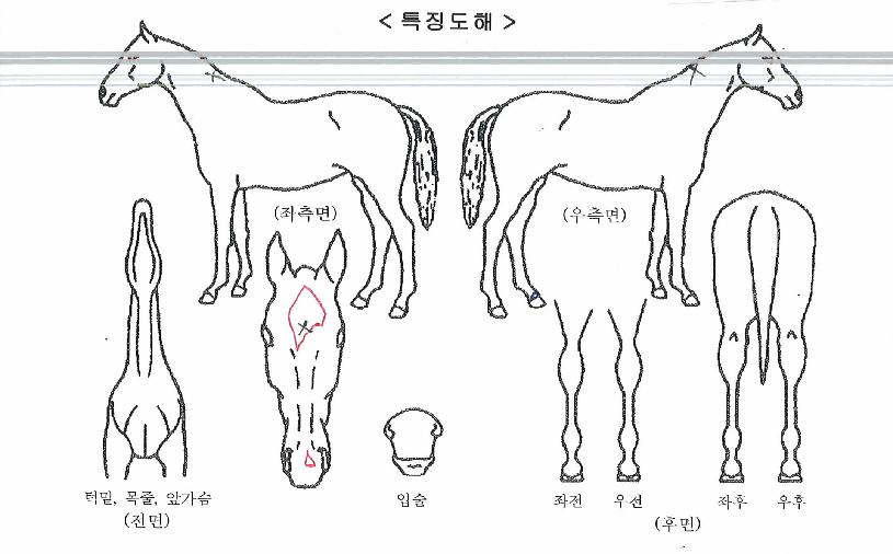 ¿µ±¤ÀÇ¿ùµåÀÇ Ãø¸é,¿ì¸é,µÞ¸é,µÎ»ó,´Ù¸®ÀÇ Æ¯Â¡µµÇØ