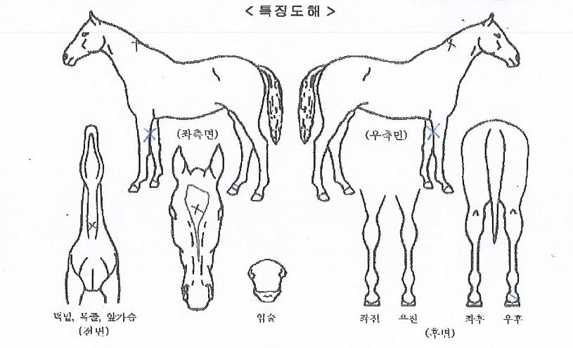 ±×¸°µð¾îÀÇ Ãø¸é,¿ì¸é,µÞ¸é,µÎ»ó,´Ù¸®ÀÇ Æ¯Â¡µµÇØ