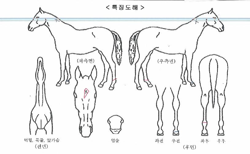 ·çºñÆ÷Æ®ÀÇ Ãø¸é,¿ì¸é,µÞ¸é,µÎ»ó,´Ù¸®ÀÇ Æ¯Â¡µµÇØ