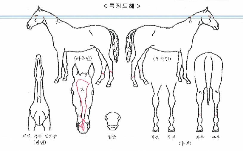 �Ƴ������ ����,���,�޸�,�λ�,�ٸ��� Ư¡����