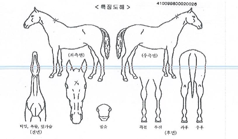 ÇÇ¿£¿¡½º°¡ÀÚÀÇ Ãø¸é,¿ì¸é,µÞ¸é,µÎ»ó,´Ù¸®ÀÇ Æ¯Â¡µµÇØ