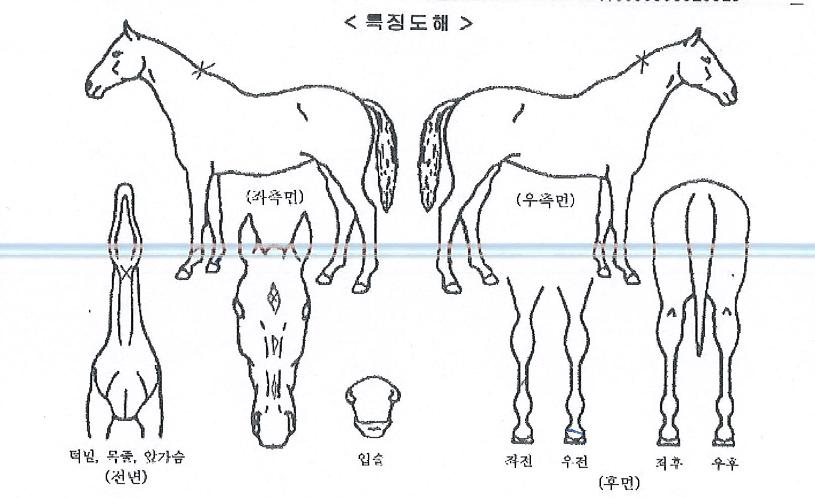 �ǿ����������� ����,���,�޸�,�λ�,�ٸ��� Ư¡����