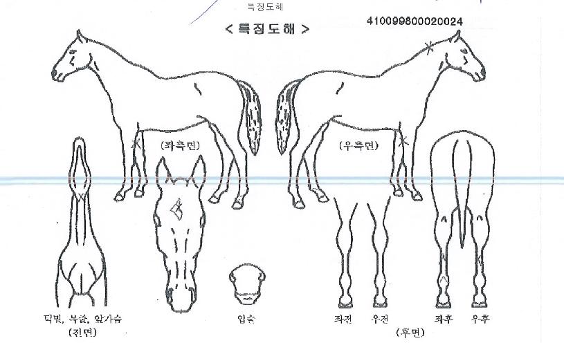 ÇÇ¿£¿¡½ºµ¹Ç³ÀÇ Ãø¸é,¿ì¸é,µÞ¸é,µÎ»ó,´Ù¸®ÀÇ Æ¯Â¡µµÇØ