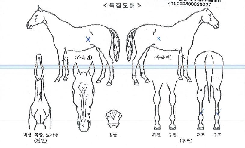 �ǿ�������Ƽ�� ����,���,�޸�,�λ�,�ٸ��� Ư¡����