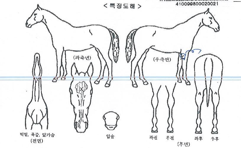 ÇÇ¿£¿¡½ºÄ«ÀÇ Ãø¸é,¿ì¸é,µÞ¸é,µÎ»ó,´Ù¸®ÀÇ Æ¯Â¡µµÇØ