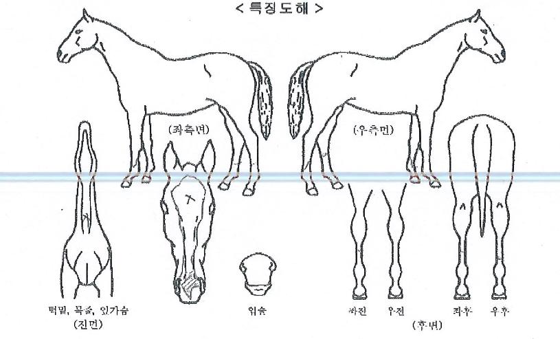 Çý¿ø¿ë¸¶ÀÇ Ãø¸é,¿ì¸é,µÞ¸é,µÎ»ó,´Ù¸®ÀÇ Æ¯Â¡µµÇØ