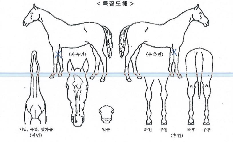 �ݼ������� ����,���,�޸�,�λ�,�ٸ��� Ư¡����