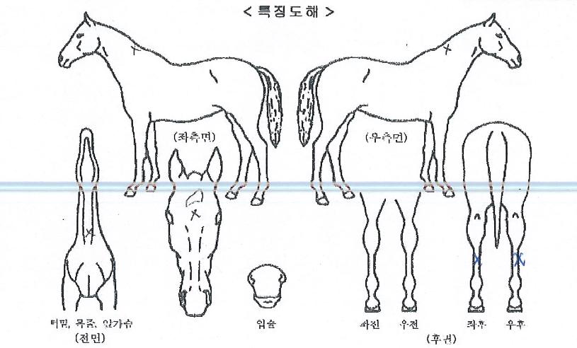°Çѹø°³ÀÇ Ãø¸é,¿ì¸é,µÞ¸é,µÎ»ó,´Ù¸®ÀÇ Æ¯Â¡µµÇØ