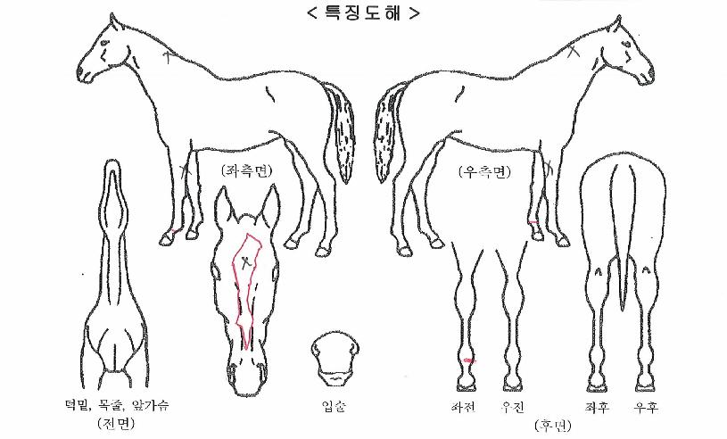 ½ºÅè°¡ÀÌÀÇ Ãø¸é,¿ì¸é,µÞ¸é,µÎ»ó,´Ù¸®ÀÇ Æ¯Â¡µµÇØ