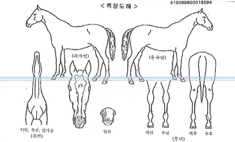 ž´ÙÀ̾ÆÀÇ Ãø¸é,¿ì¸é,µÞ¸é,µÎ»ó,´Ù¸®ÀÇ Æ¯Â¡µµÇØ