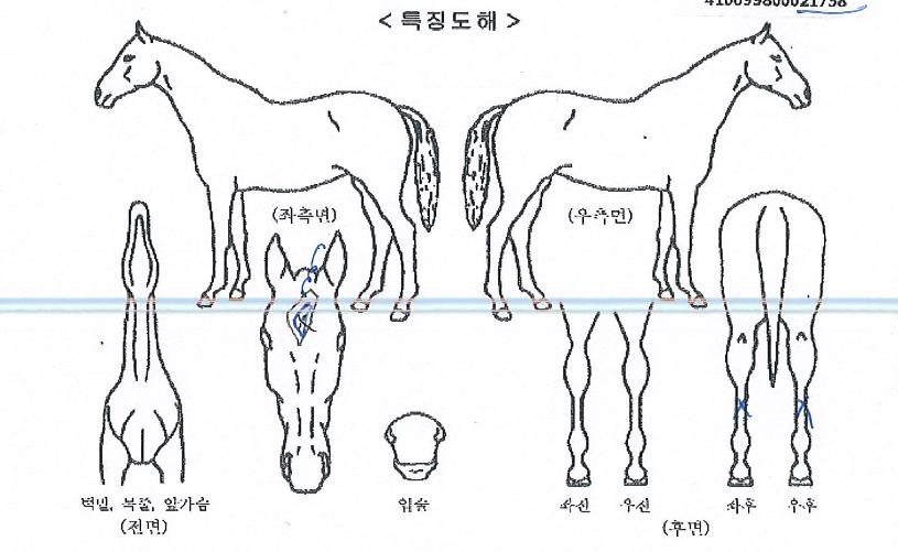 ����γ����� ����,���,�޸�,�λ�,�ٸ��� Ư¡����