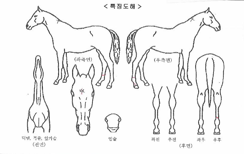 Å¥Çǵåµå¸²ÀÇ Ãø¸é,¿ì¸é,µÞ¸é,µÎ»ó,´Ù¸®ÀÇ Æ¯Â¡µµÇØ