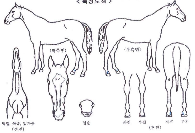 �������� ����,���,�޸�,�λ�,�ٸ��� Ư¡����