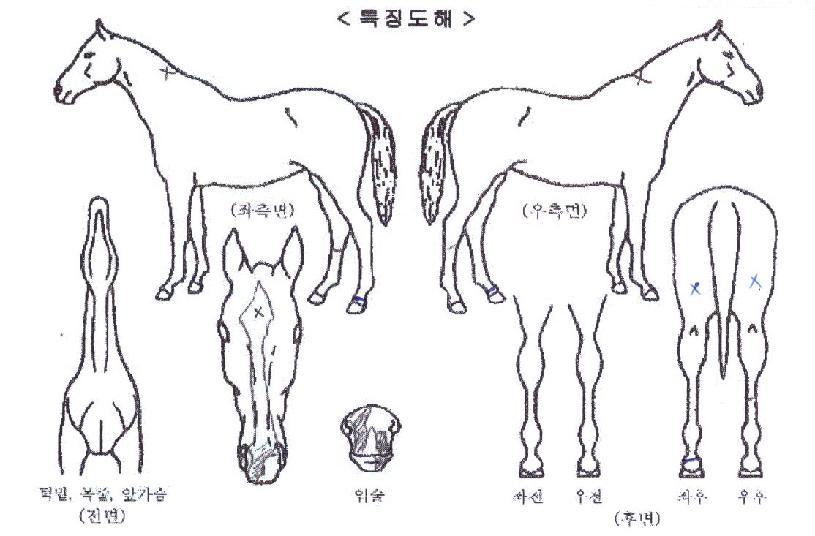 �׷���ü�̼��� ����,���,�޸�,�λ�,�ٸ��� Ư¡����