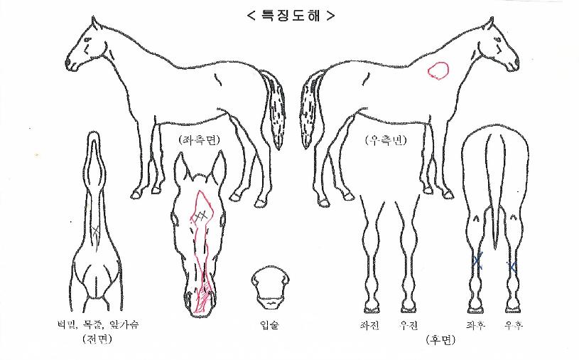 ±×·¹À̸¶¸°ÀÇ Ãø¸é,¿ì¸é,µÞ¸é,µÎ»ó,´Ù¸®ÀÇ Æ¯Â¡µµÇØ