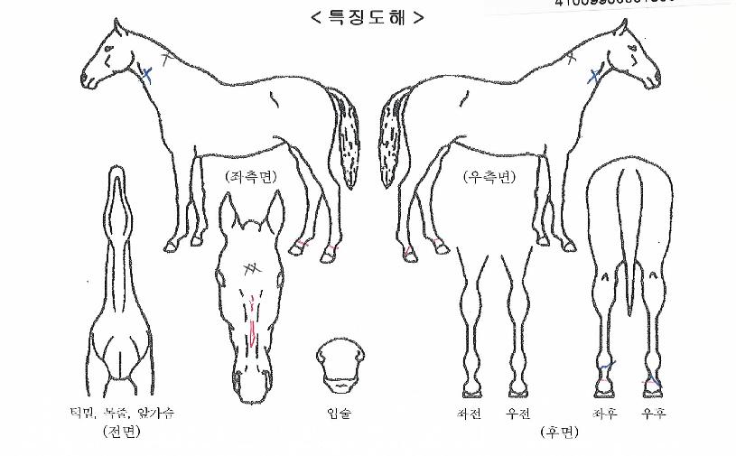 �ݾ������� ����,���,�޸�,�λ�,�ٸ��� Ư¡����