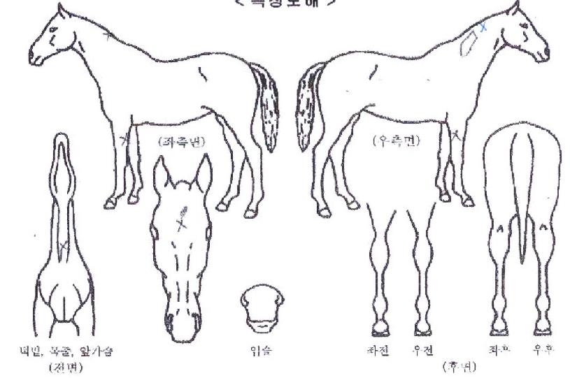 ¾ÆÀÜŸÀÇ Ãø¸é,¿ì¸é,µÞ¸é,µÎ»ó,´Ù¸®ÀÇ Æ¯Â¡µµÇØ