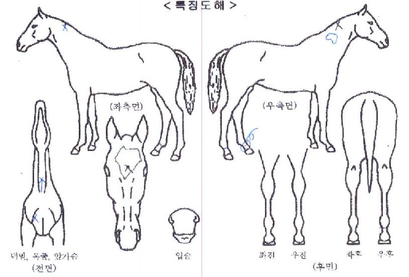 ¶ó¿Â´õij¸®¾îÀÇ Ãø¸é,¿ì¸é,µÞ¸é,µÎ»ó,´Ù¸®ÀÇ Æ¯Â¡µµÇØ
