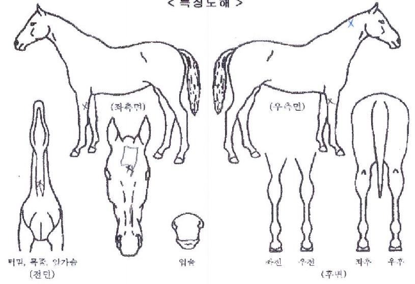 �۷θ������� ����,���,�޸�,�λ�,�ٸ��� Ư¡����