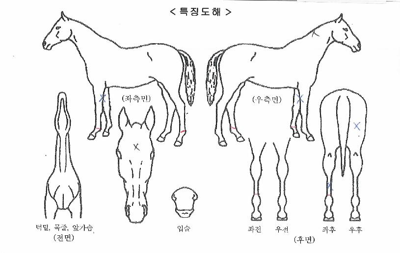 �ö���ŷ�� ����,���,�޸�,�λ�,�ٸ��� Ư¡����