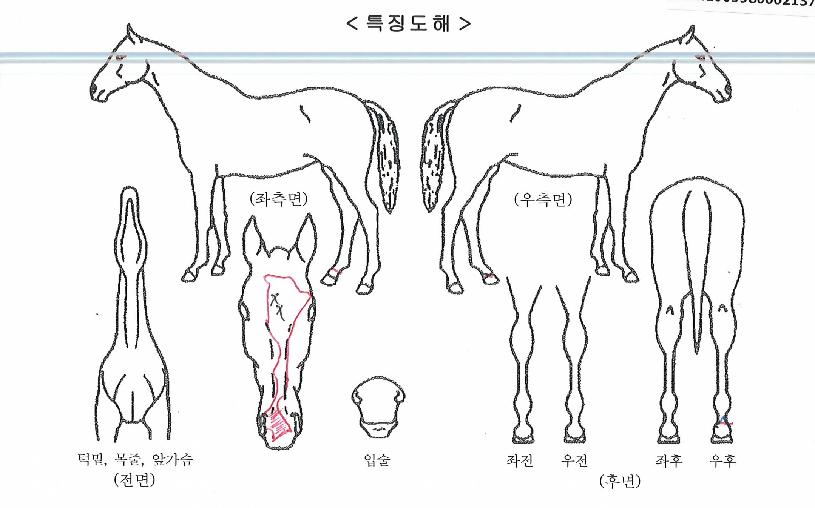 ¸¶·ç½ºÅ¸ÀÇ Ãø¸é,¿ì¸é,µÞ¸é,µÎ»ó,´Ù¸®ÀÇ Æ¯Â¡µµÇØ