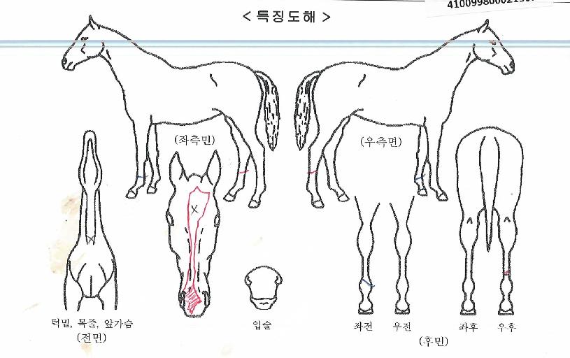 ��׸��� ����,���,�޸�,�λ�,�ٸ��� Ư¡����
