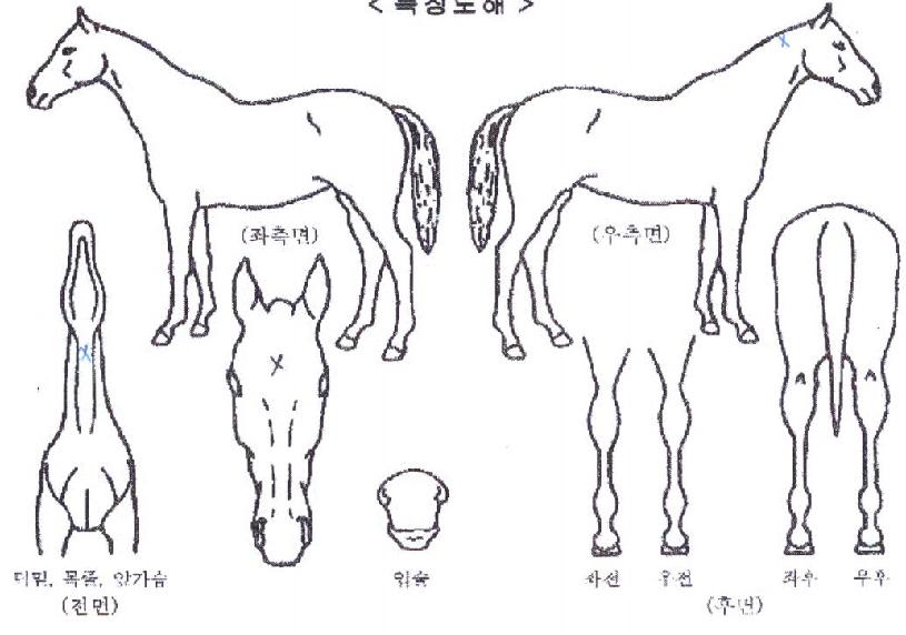 ¿ø½ºÇìÀ̵¥ÀÌÀÇ Ãø¸é,¿ì¸é,µÞ¸é,µÎ»ó,´Ù¸®ÀÇ Æ¯Â¡µµÇØ