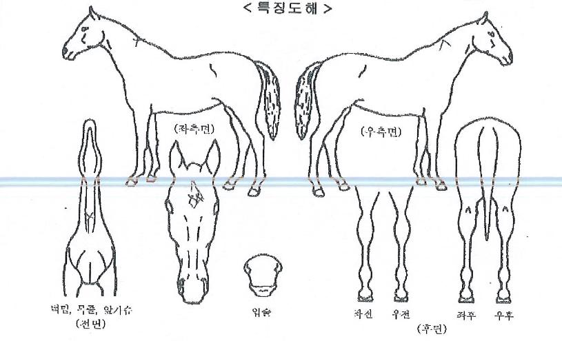 ÀÎÇÇ´ÏÆ®¾Æ³ÊÀÇ Ãø¸é,¿ì¸é,µÞ¸é,µÎ»ó,´Ù¸®ÀÇ Æ¯Â¡µµÇØ
