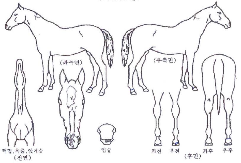 ºÒÀÇÀü»çÀÇ Ãø¸é,¿ì¸é,µÞ¸é,µÎ»ó,´Ù¸®ÀÇ Æ¯Â¡µµÇØ