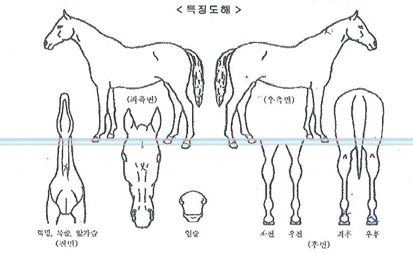 ���عٴ��� ����,���,�޸�,�λ�,�ٸ��� Ư¡����