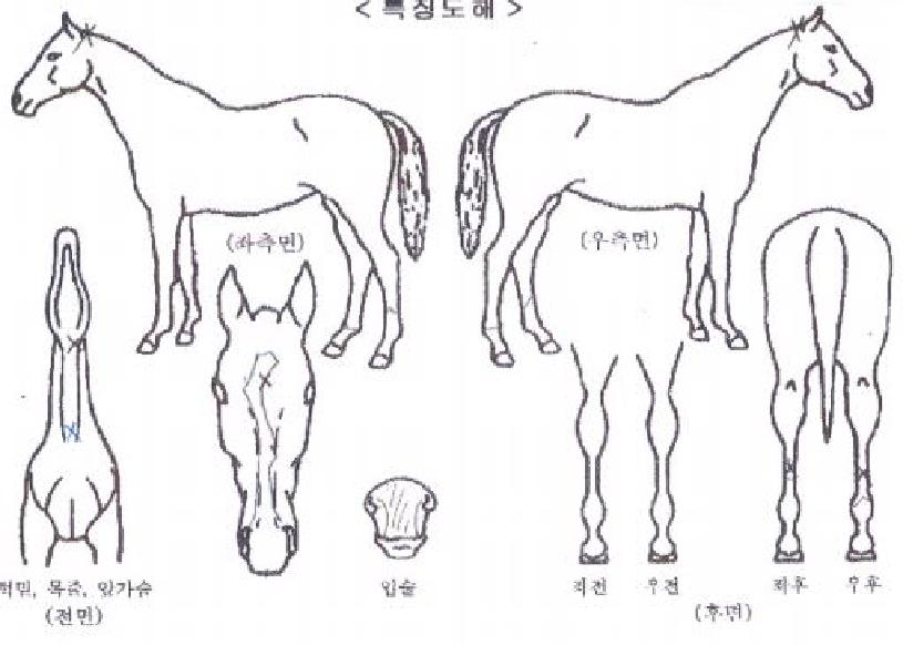 ���������� ����,���,�޸�,�λ�,�ٸ��� Ư¡����