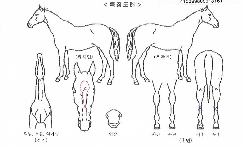 ³»±æÀÇÀ§³ÊÀÇ Ãø¸é,¿ì¸é,µÞ¸é,µÎ»ó,´Ù¸®ÀÇ Æ¯Â¡µµÇØ