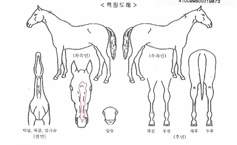 �л����� ����,���,�޸�,�λ�,�ٸ��� Ư¡����