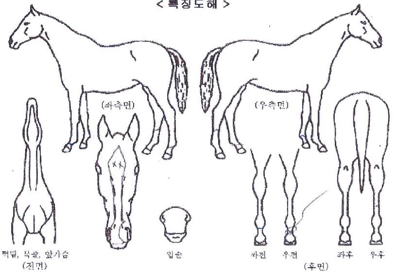 �λ��������� ����,���,�޸�,�λ�,�ٸ��� Ư¡����