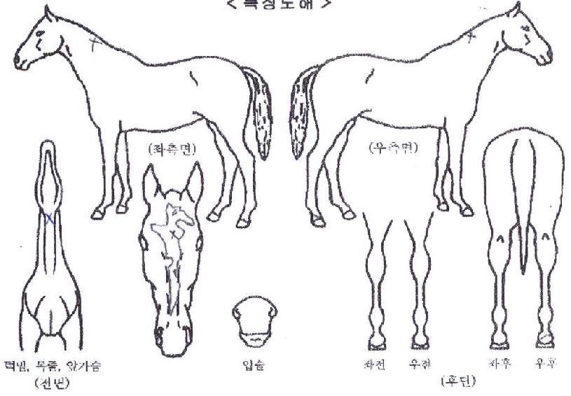ÆÄÀÌÆ®ÄýÀÇ Ãø¸é,¿ì¸é,µÞ¸é,µÎ»ó,´Ù¸®ÀÇ Æ¯Â¡µµÇØ