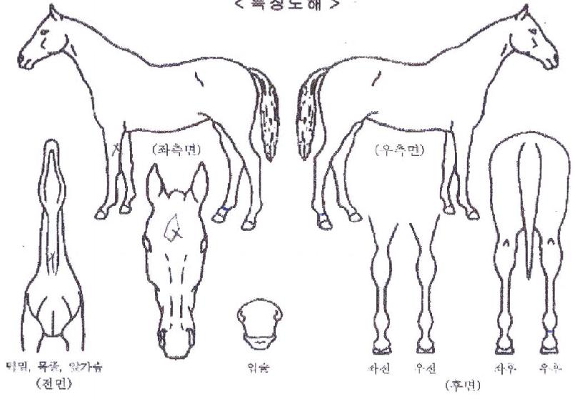 ·ÎµåÅõ¿ö¸®¾îÀÇ Ãø¸é,¿ì¸é,µÞ¸é,µÎ»ó,´Ù¸®ÀÇ Æ¯Â¡µµÇØ