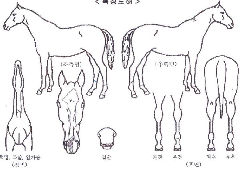 ÇÁ¶óÀÓÁ¶ÀÌÀÇ Ãø¸é,¿ì¸é,µÞ¸é,µÎ»ó,´Ù¸®ÀÇ Æ¯Â¡µµÇØ