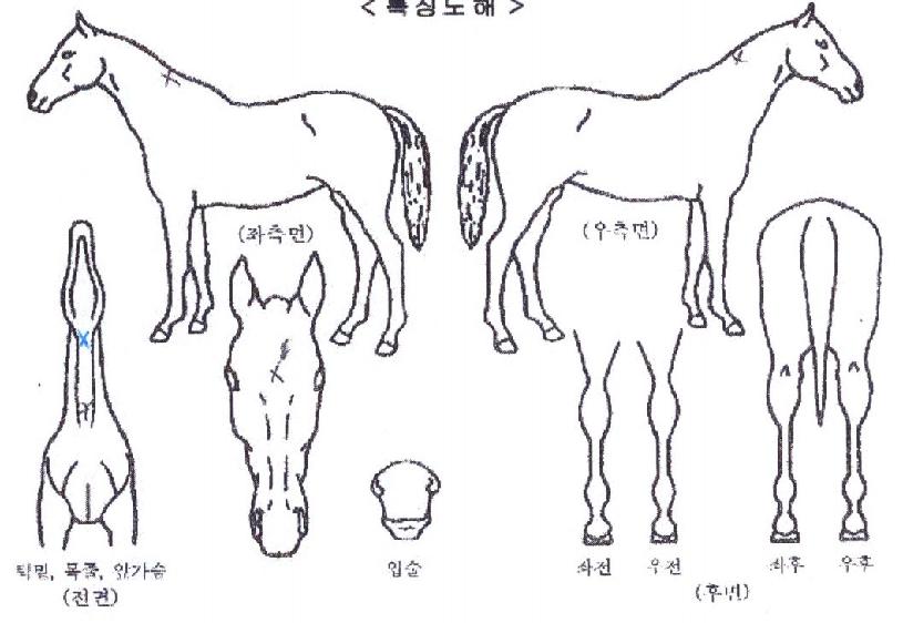 Â÷¹Ö¸¶½ºÅÍÀÇ Ãø¸é,¿ì¸é,µÞ¸é,µÎ»ó,´Ù¸®ÀÇ Æ¯Â¡µµÇØ