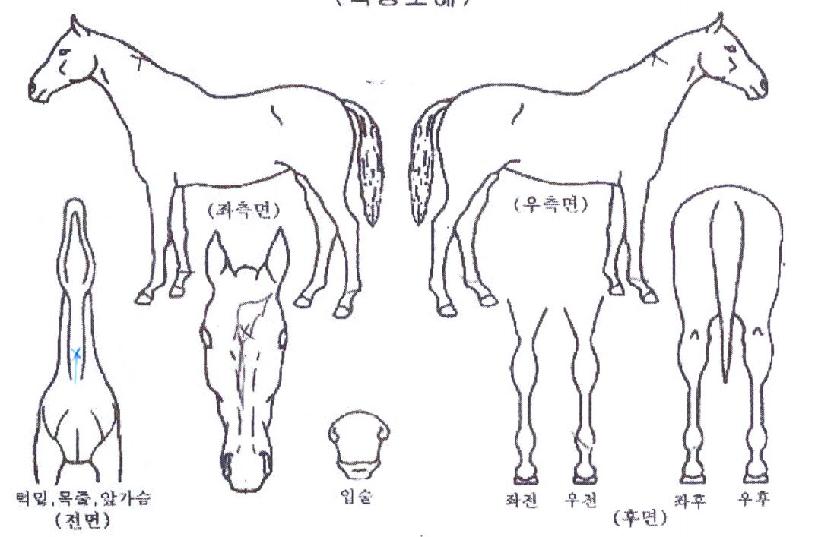 ��Ŭ������ ����,���,�޸�,�λ�,�ٸ��� Ư¡����