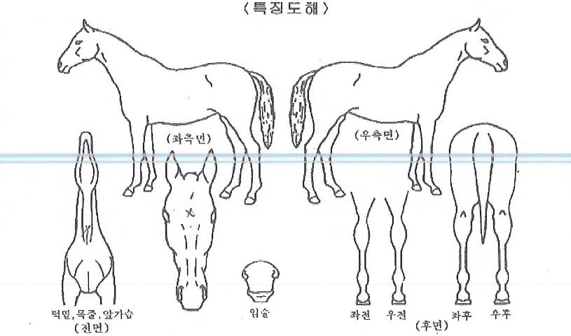 ´©¸®°¡¼ÓÀÇ Ãø¸é,¿ì¸é,µÞ¸é,µÎ»ó,´Ù¸®ÀÇ Æ¯Â¡µµÇØ