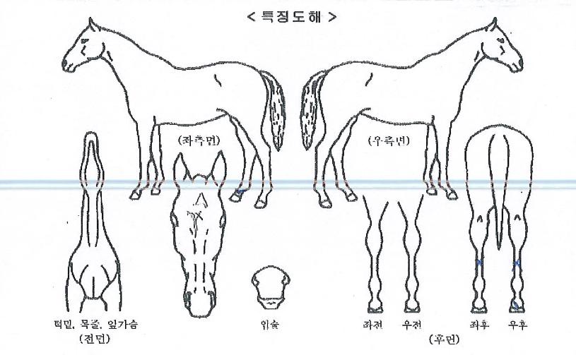 ¿¤¸®Æ®º¸½ºÀÇ Ãø¸é,¿ì¸é,µÞ¸é,µÎ»ó,´Ù¸®ÀÇ Æ¯Â¡µµÇØ