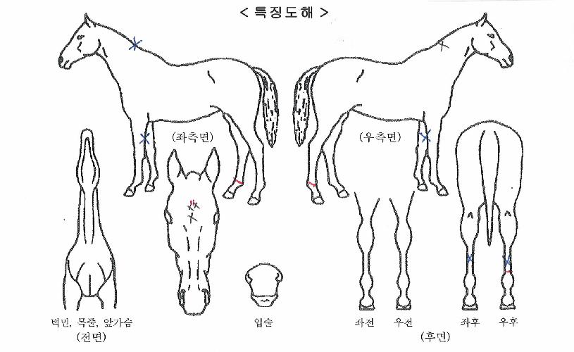 �����ǵ����� ����,���,�޸�,�λ�,�ٸ��� Ư¡����