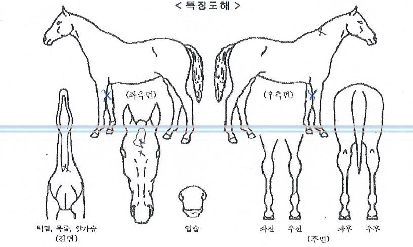 ���緹�̼��� ����,���,�޸�,�λ�,�ٸ��� Ư¡����