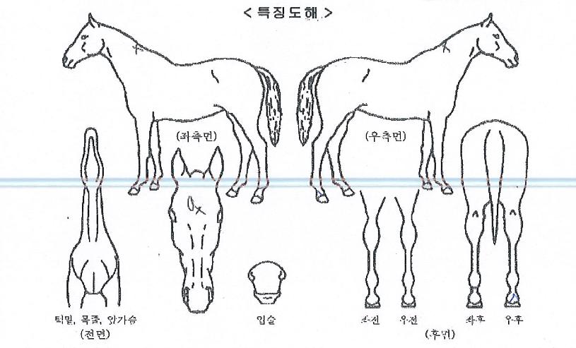 �����ǵ�ǳ�� ����,���,�޸�,�λ�,�ٸ��� Ư¡����